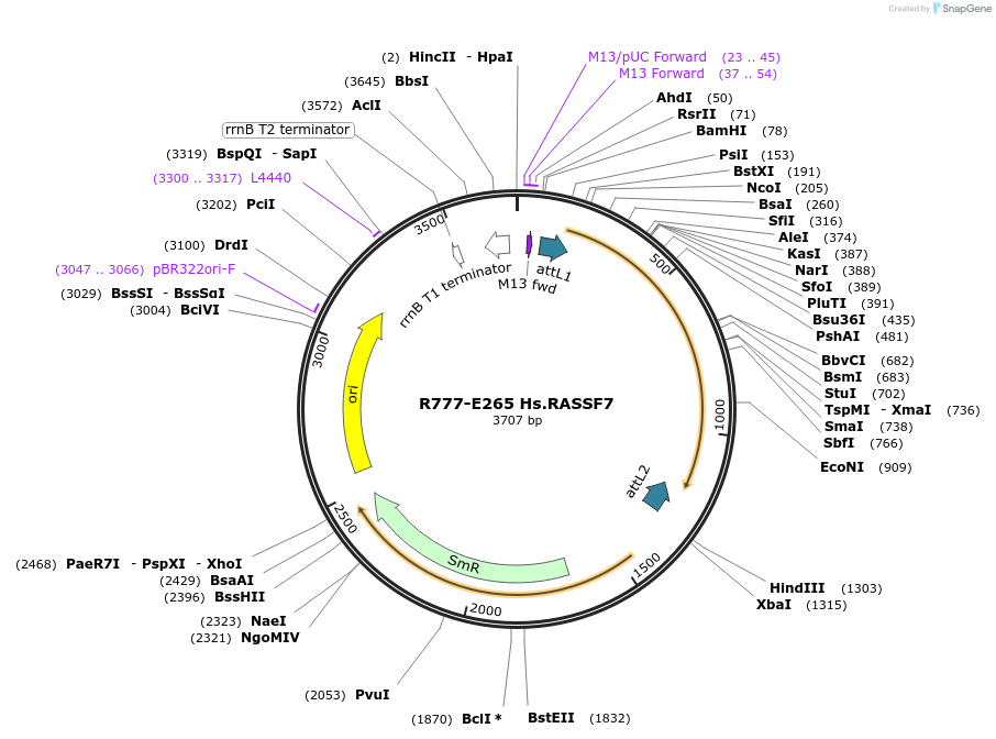 70549-plasmid-map-sequence-id-125998