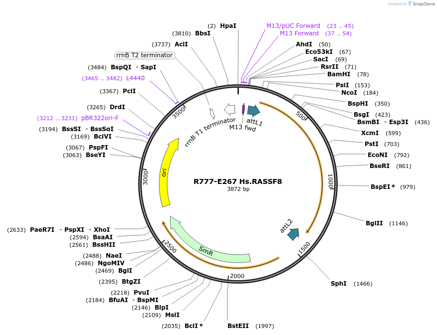 70551-plasmid-map-sequence-id-126000