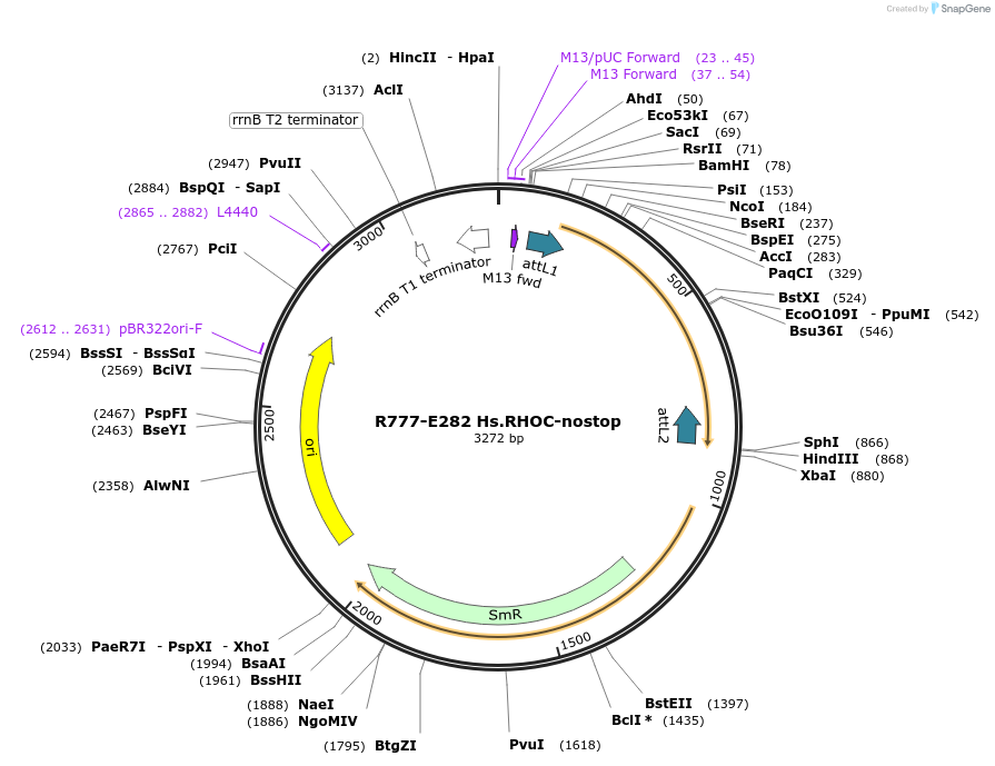 70566-plasmid-map-sequence-id-126015