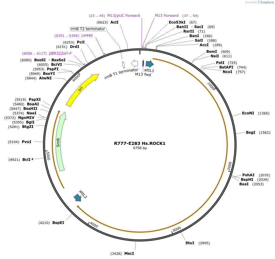 70567-plasmid-map-sequence-id-126016