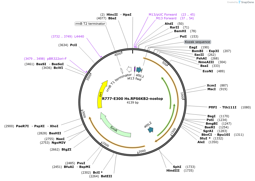 70584-plasmid-map-sequence-id-126033