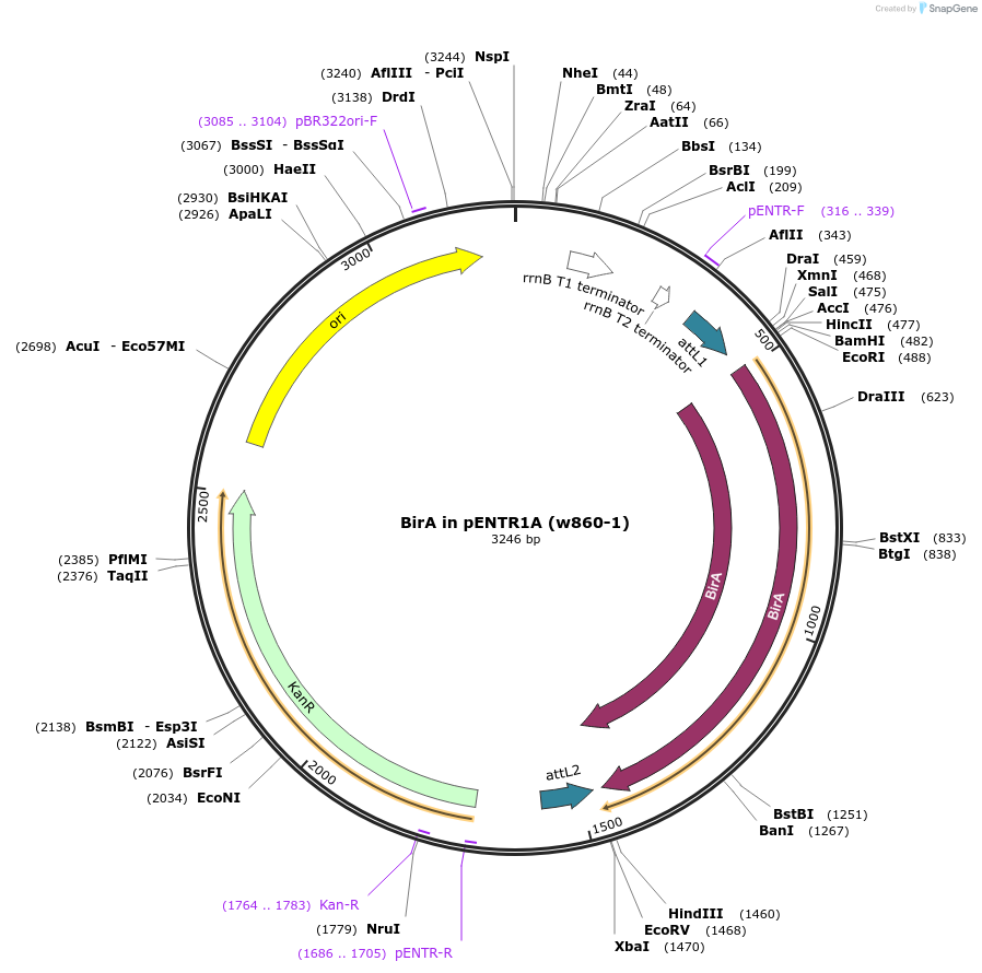 29645-plasmid-map-sequence-id-12606