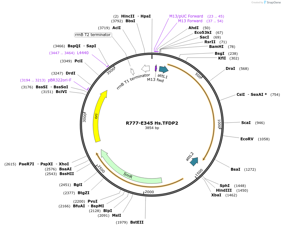 70629-plasmid-map-sequence-id-126078