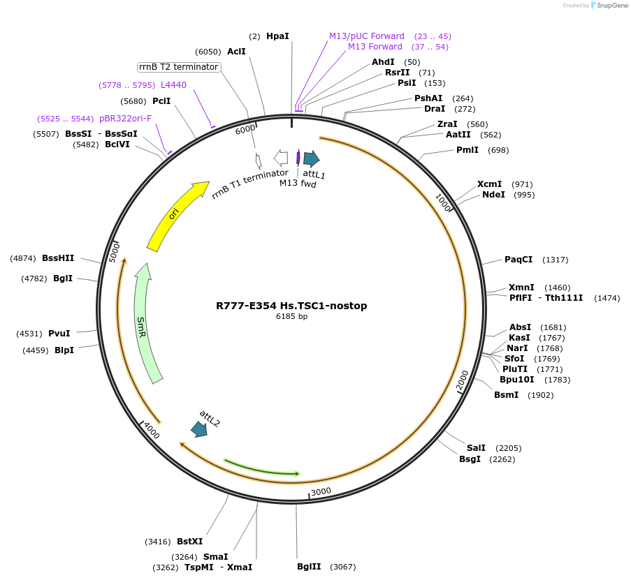 70638-plasmid-map-sequence-id-126087