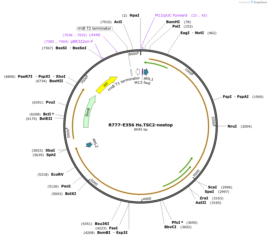 70640-plasmid-map-sequence-id-126089