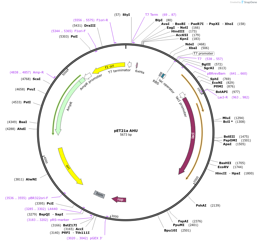 26640-plasmid-map-sequence-id-12612