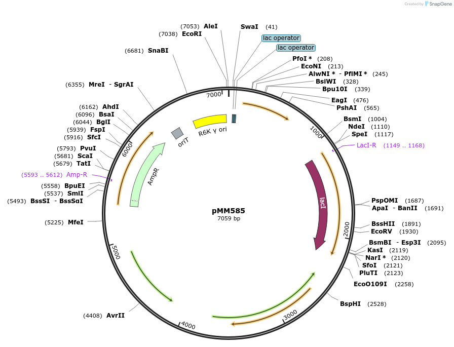 68884-plasmid-map-sequence-id-126136
