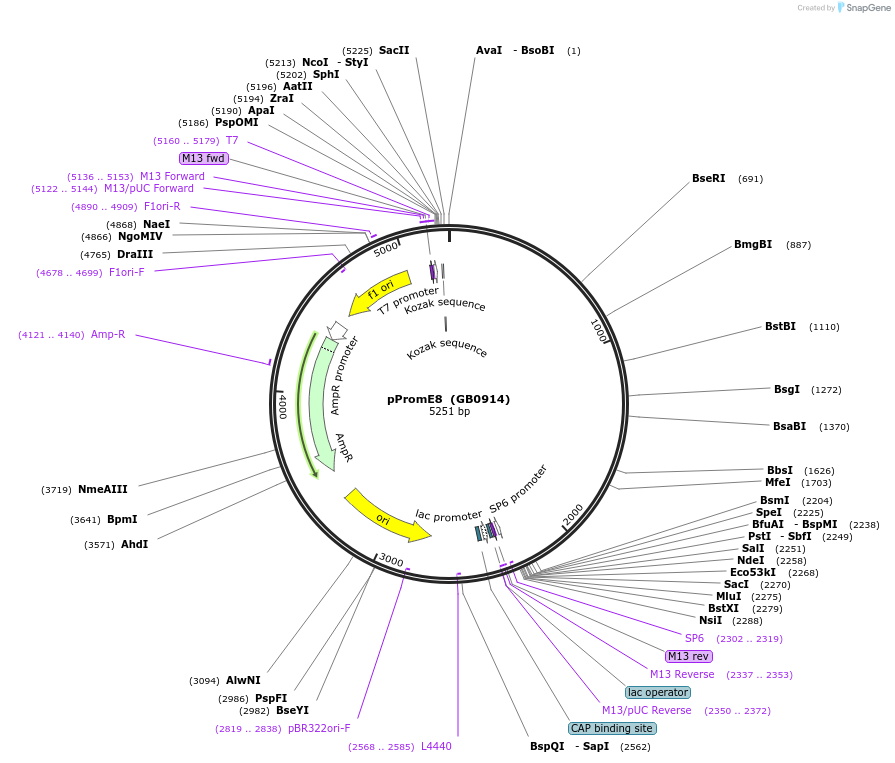 68175-plasmid-map-sequence-id-126156