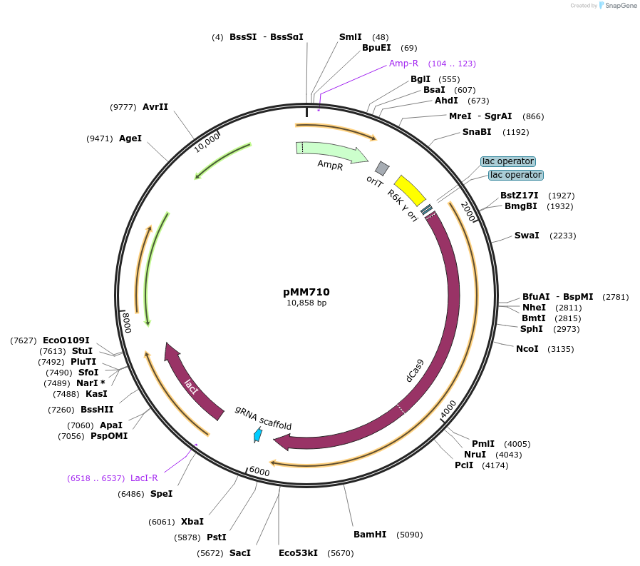 68893-plasmid-map-sequence-id-126163