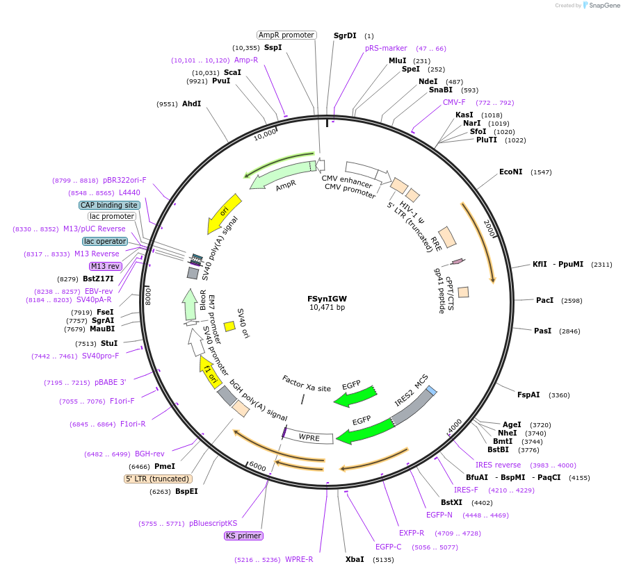 26670-plasmid-map-sequence-id-12618