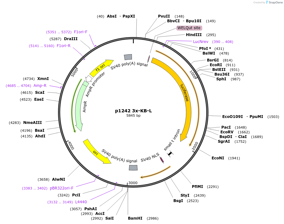 26699-plasmid-map-sequence-id-12622