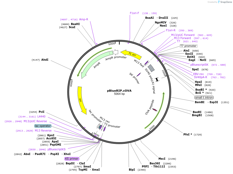 69595-plasmid-map-sequence-id-126332