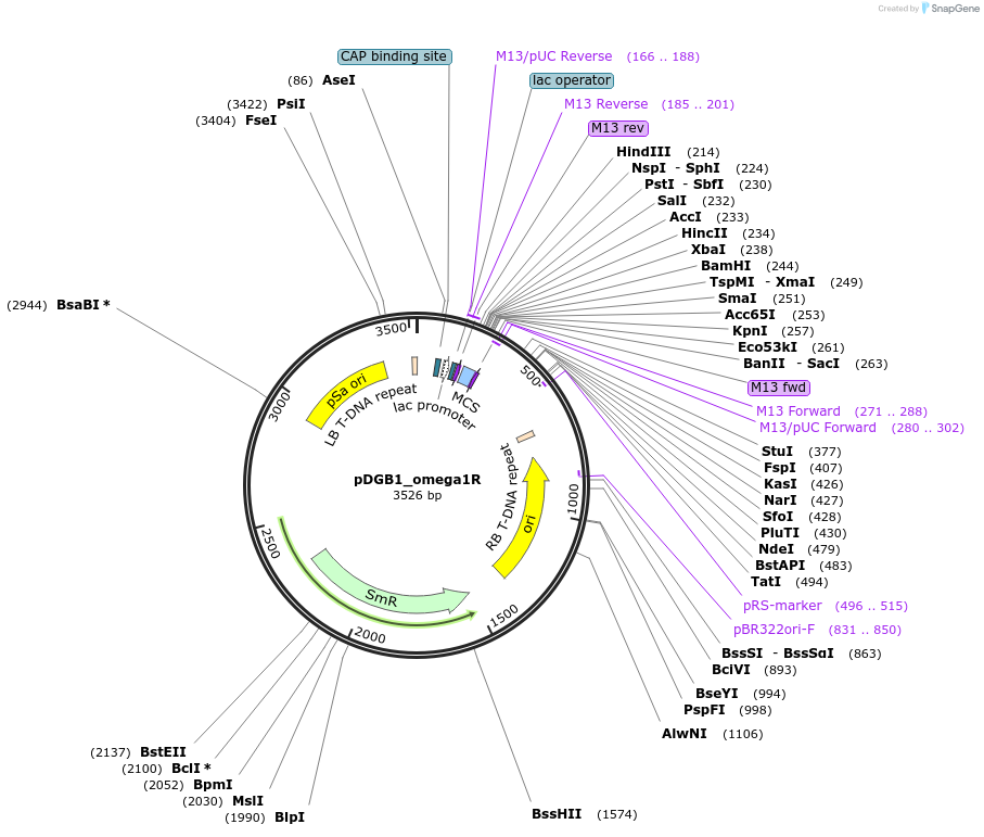68236-plasmid-map-sequence-id-126377