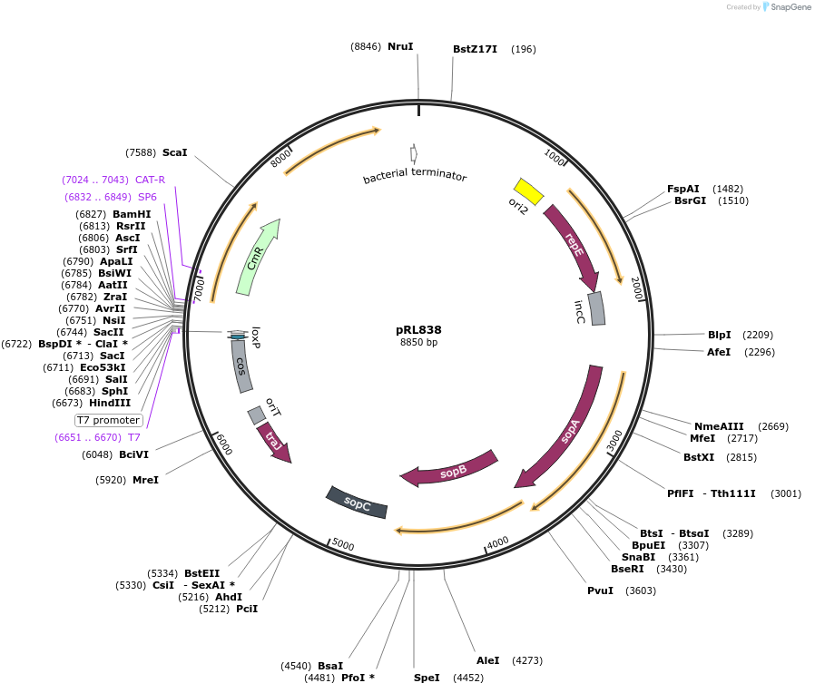 70680-plasmid-map-sequence-id-126382