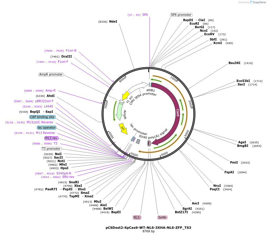 69226-plasmid-map-sequence-id-126404