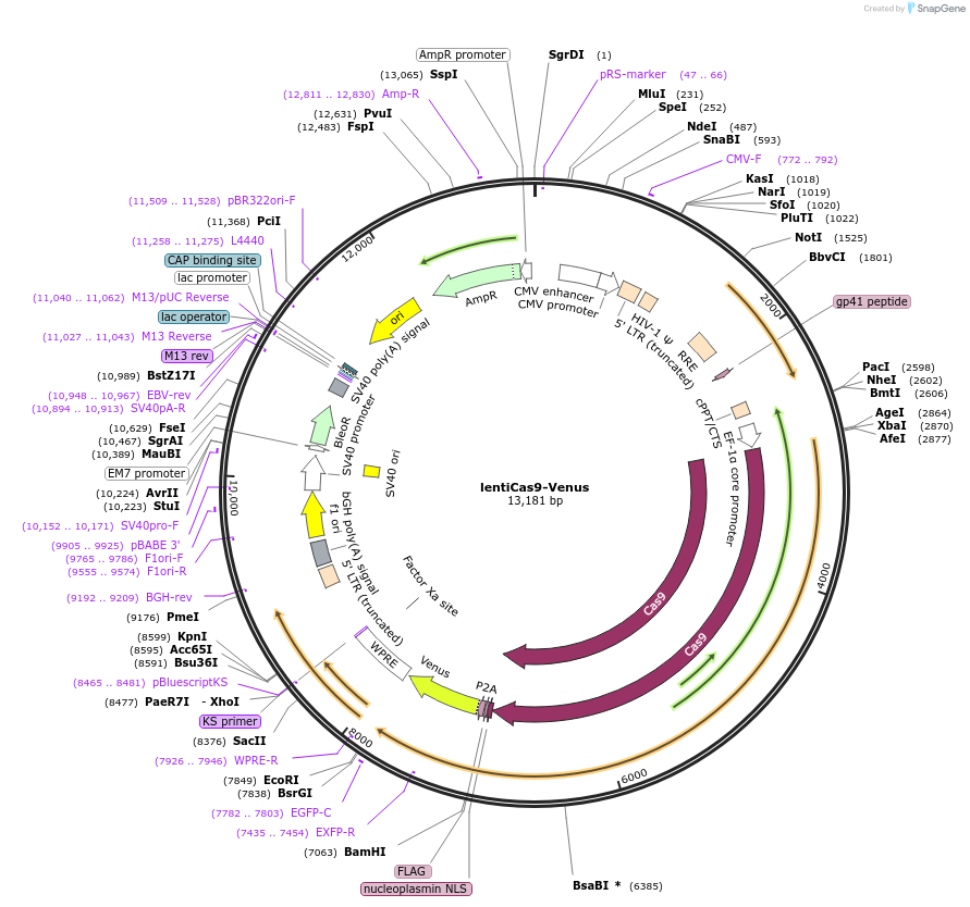 70267-plasmid-map-sequence-id-126420