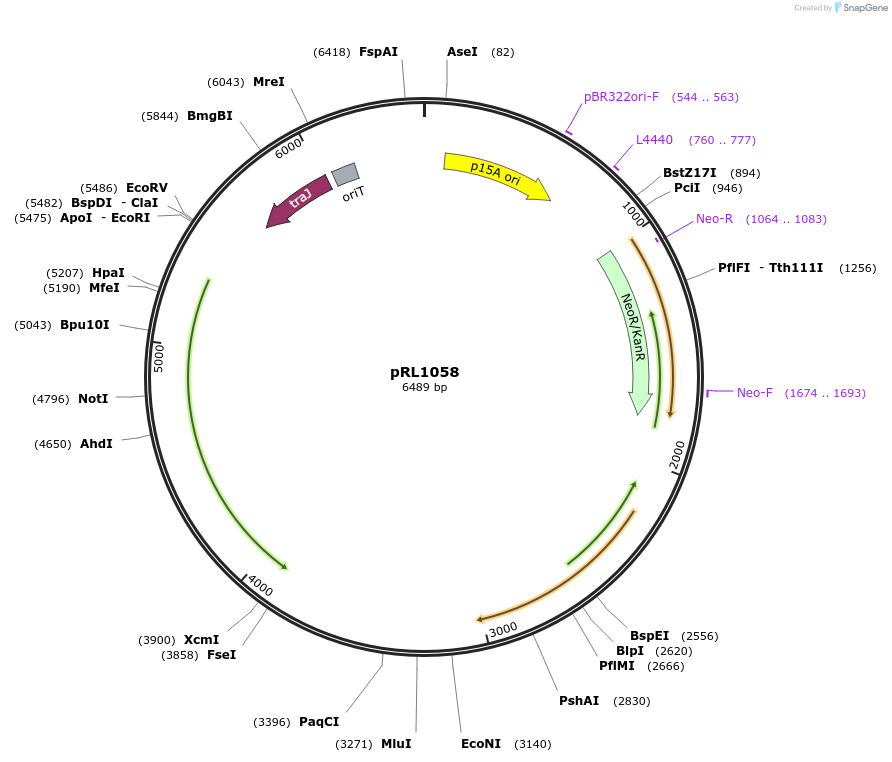 70686-plasmid-map-sequence-id-126440