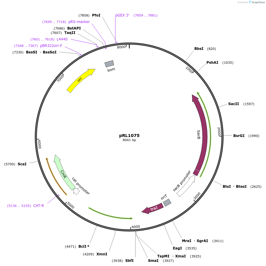 70688-plasmid-map-sequence-id-126455