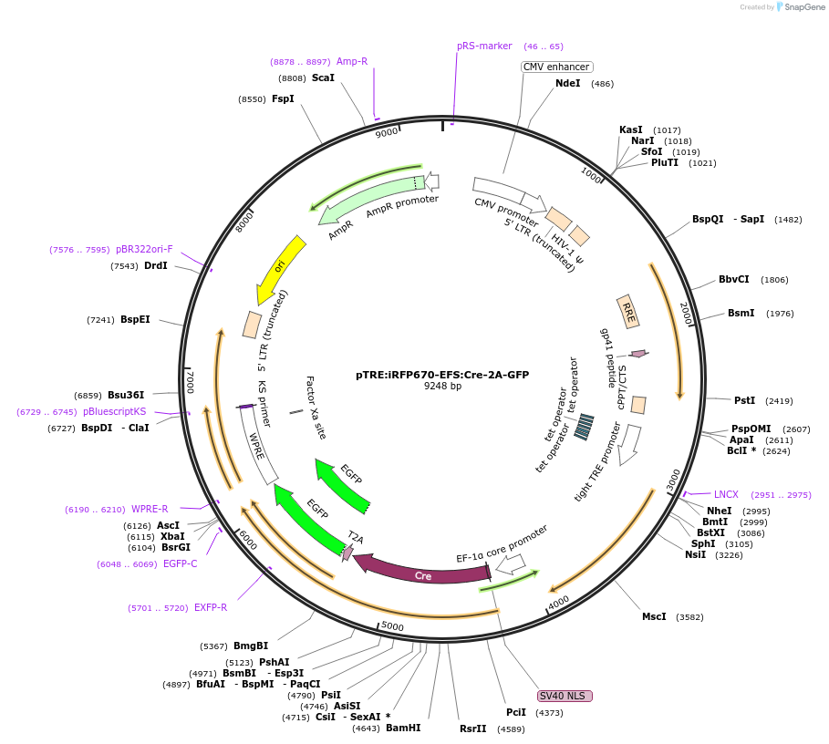 68477-plasmid-map-sequence-id-126464