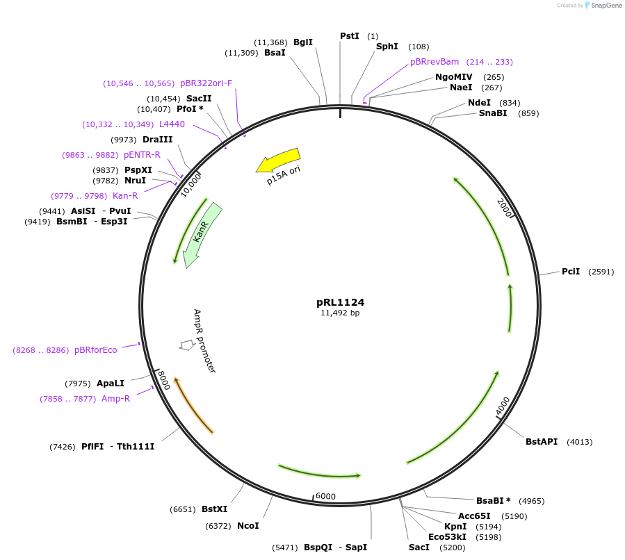 70690-plasmid-map-sequence-id-126465