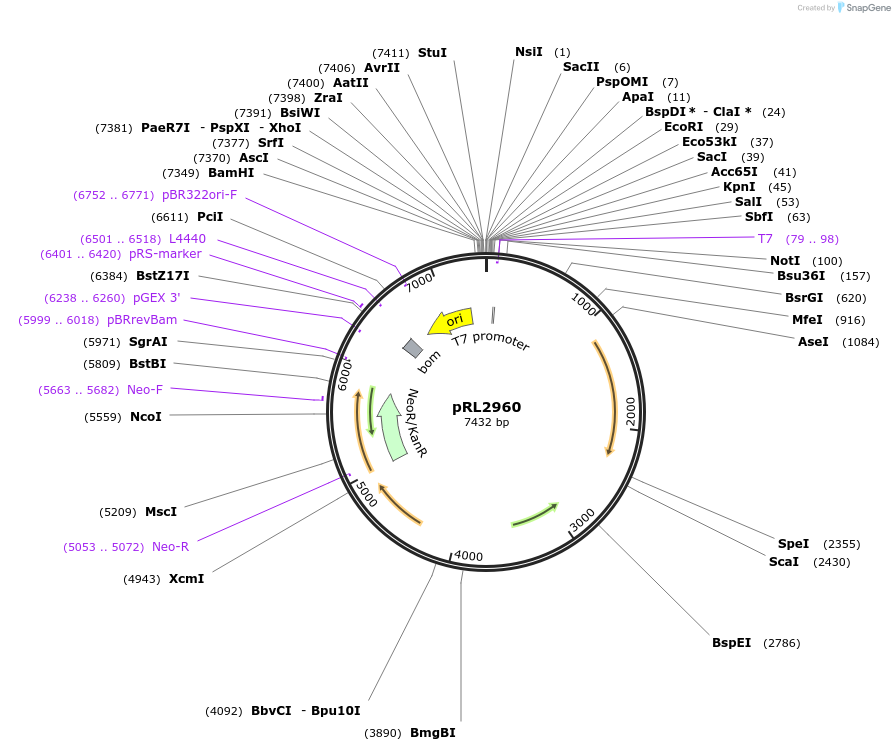 70694-plasmid-map-sequence-id-126485