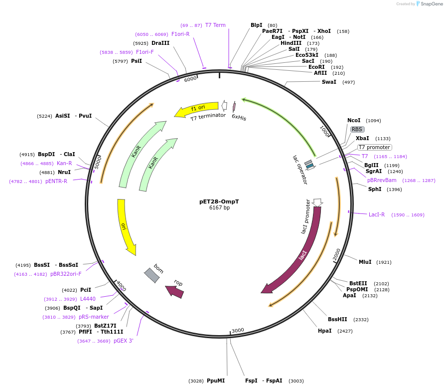 68862-plasmid-map-sequence-id-126545