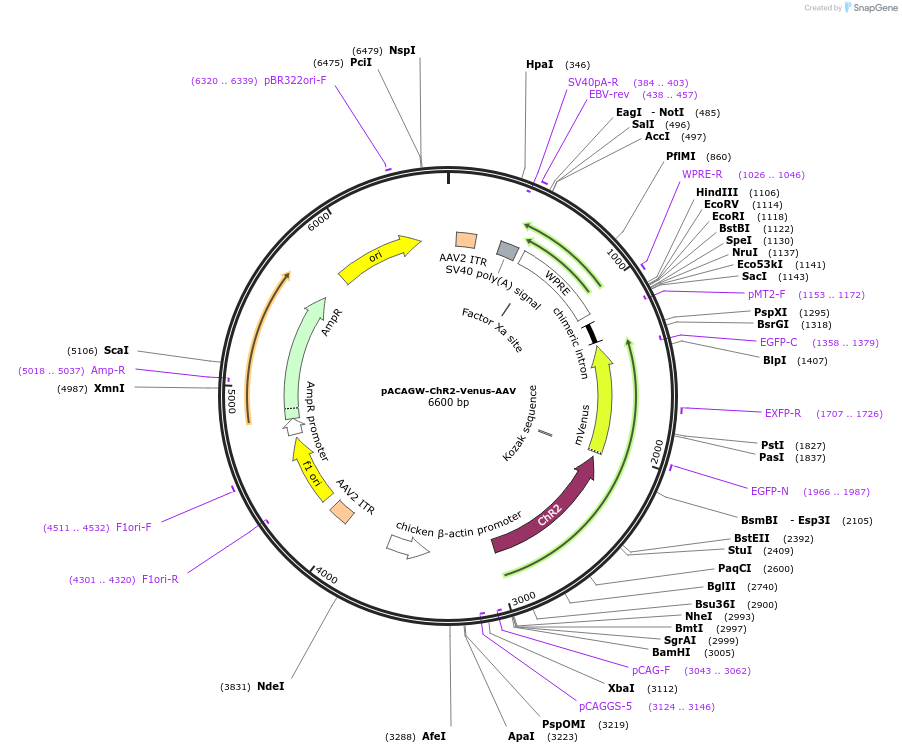 20071-plasmid-map-sequence-id-126565