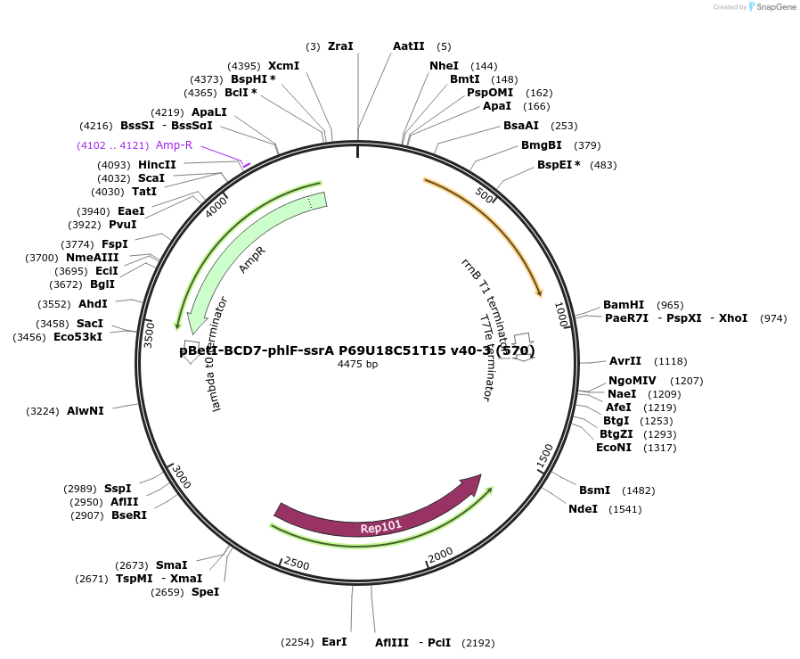 70731-plasmid-map-sequence-id-126626