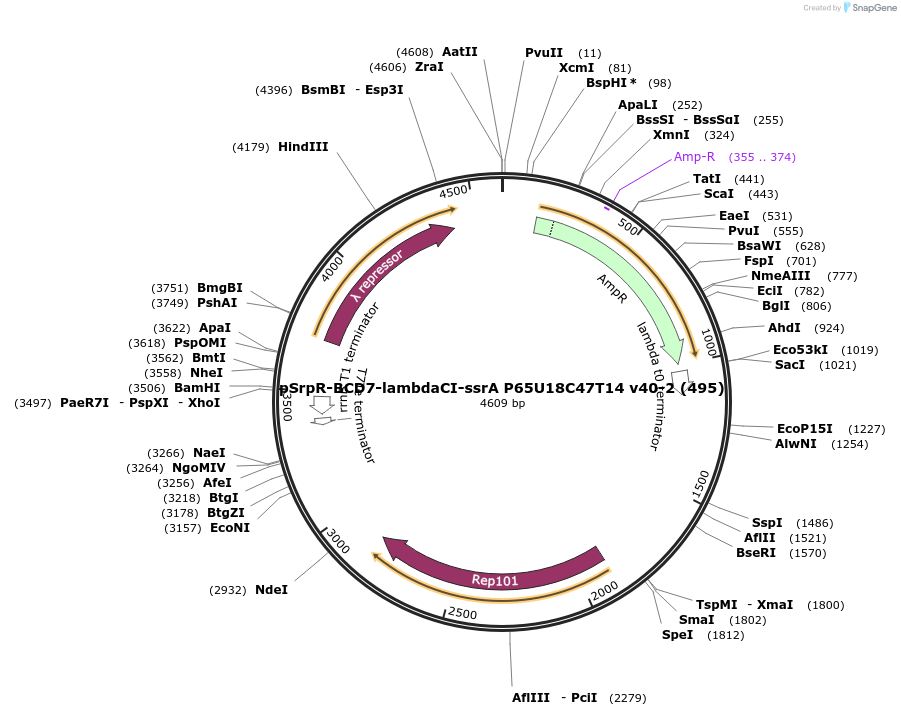 70735-plasmid-map-sequence-id-126631