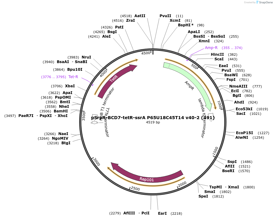 70736-plasmid-map-sequence-id-126632