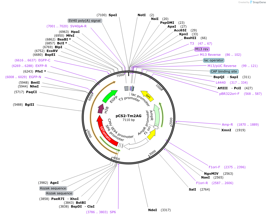 26773-plasmid-map-sequence-id-12671