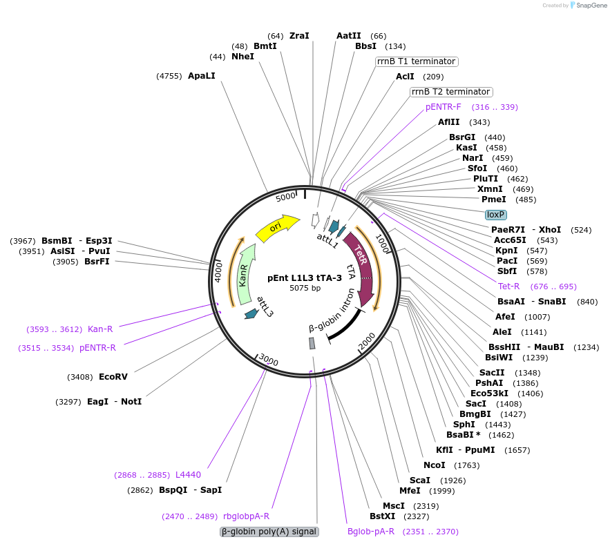 27105-plasmid-map-sequence-id-12684