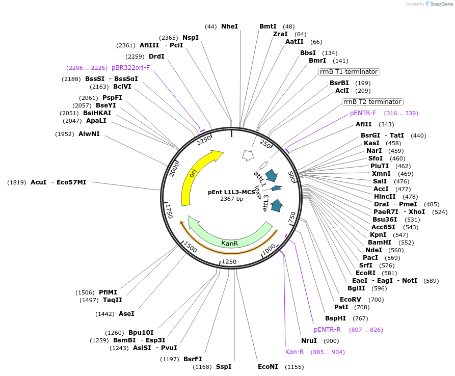 26798-plasmid-map-sequence-id-12686