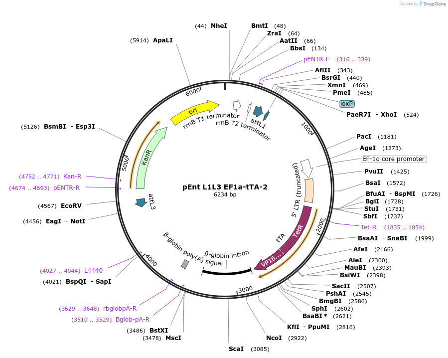 26803-plasmid-map-sequence-id-12688