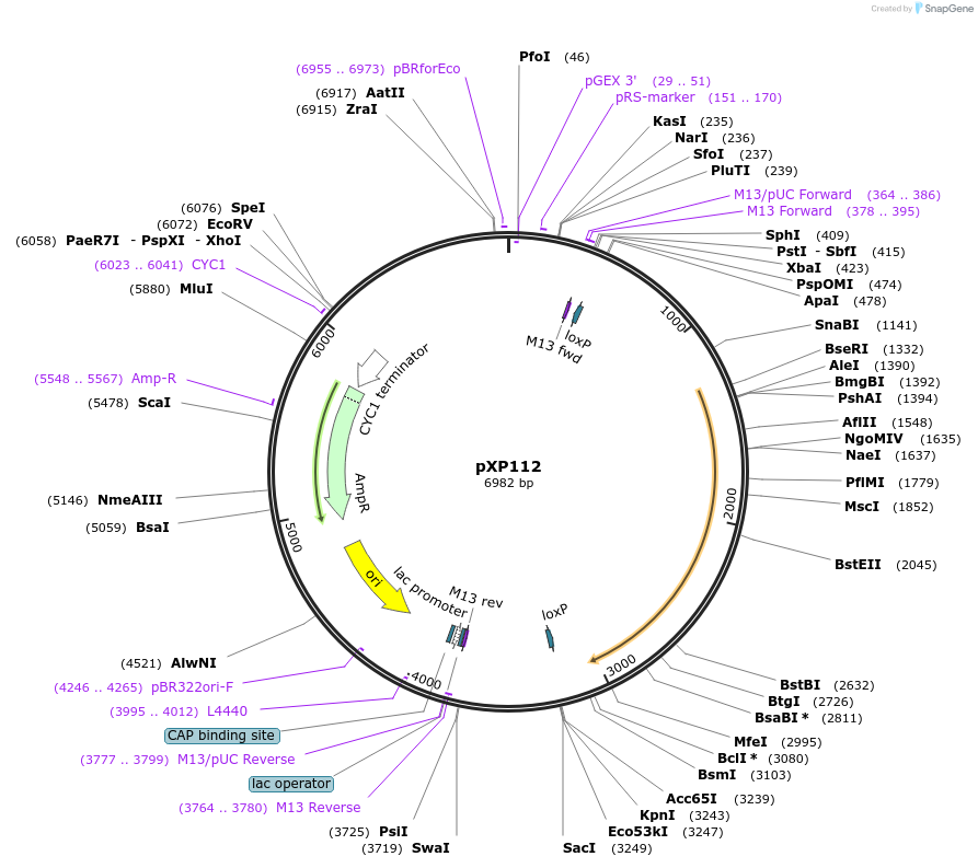 26805-plasmid-map-sequence-id-12689