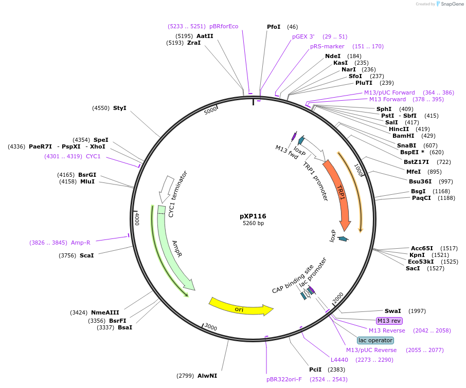 26813-plasmid-map-sequence-id-12691