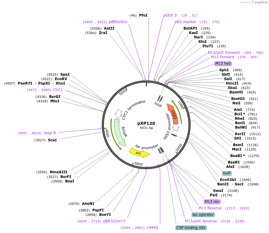 26826-plasmid-map-sequence-id-12694