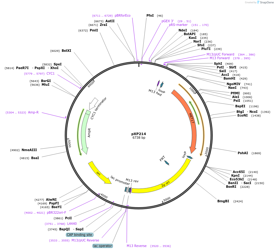26829-plasmid-map-sequence-id-12697