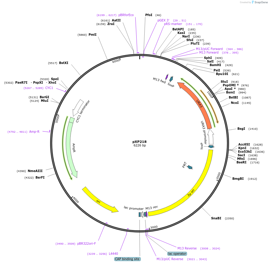 26831-plasmid-map-sequence-id-12699
