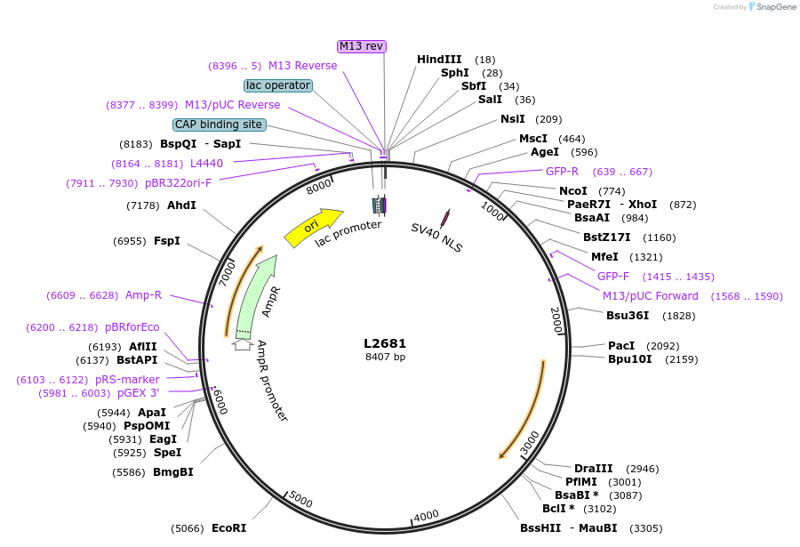 1517-plasmid-map-sequence-id-127