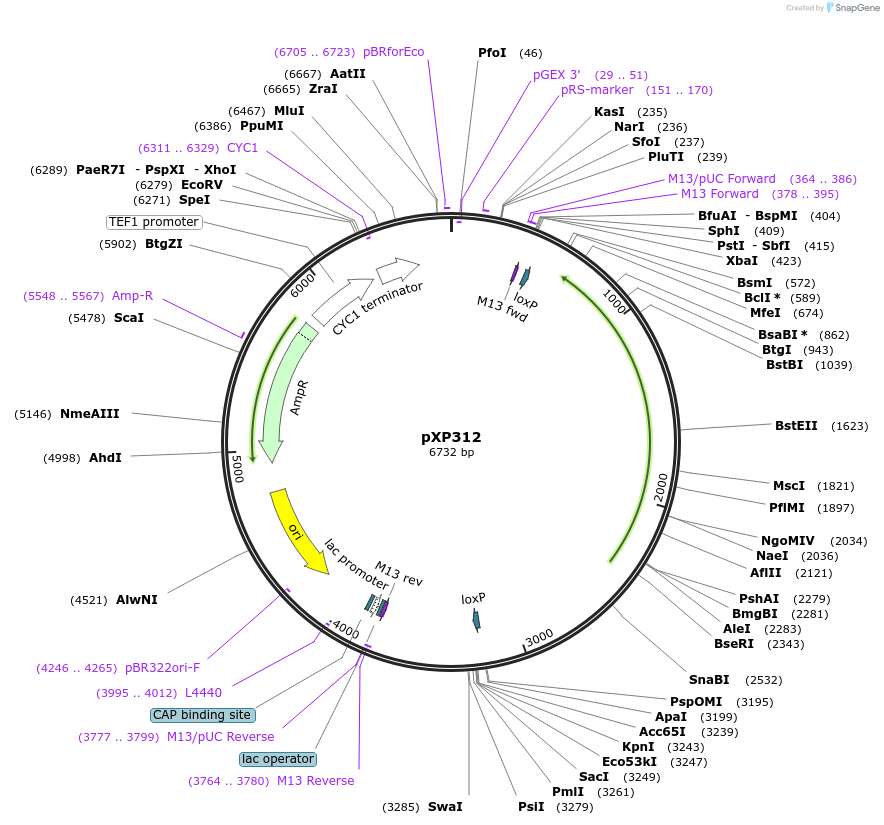 26834-plasmid-map-sequence-id-12702