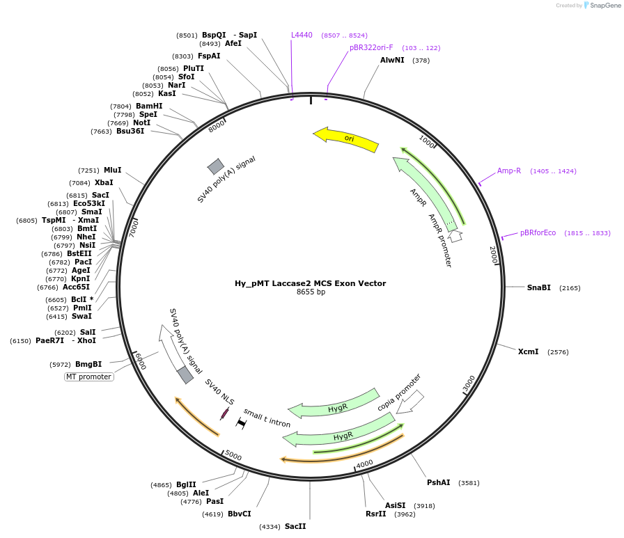 69884-plasmid-map-sequence-id-127037
