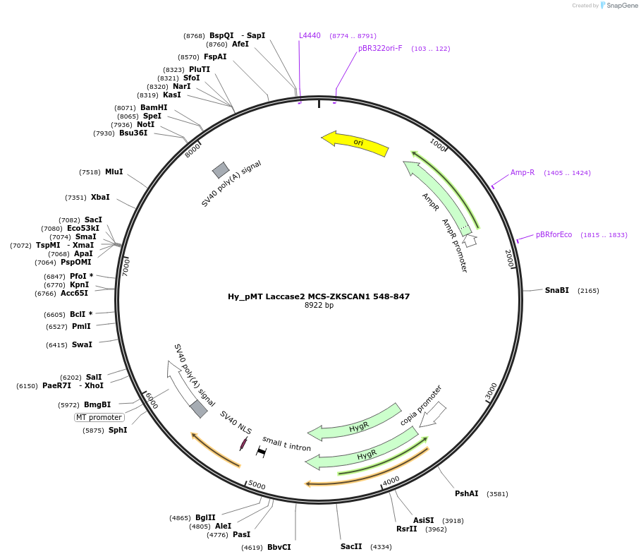69885-plasmid-map-sequence-id-127042