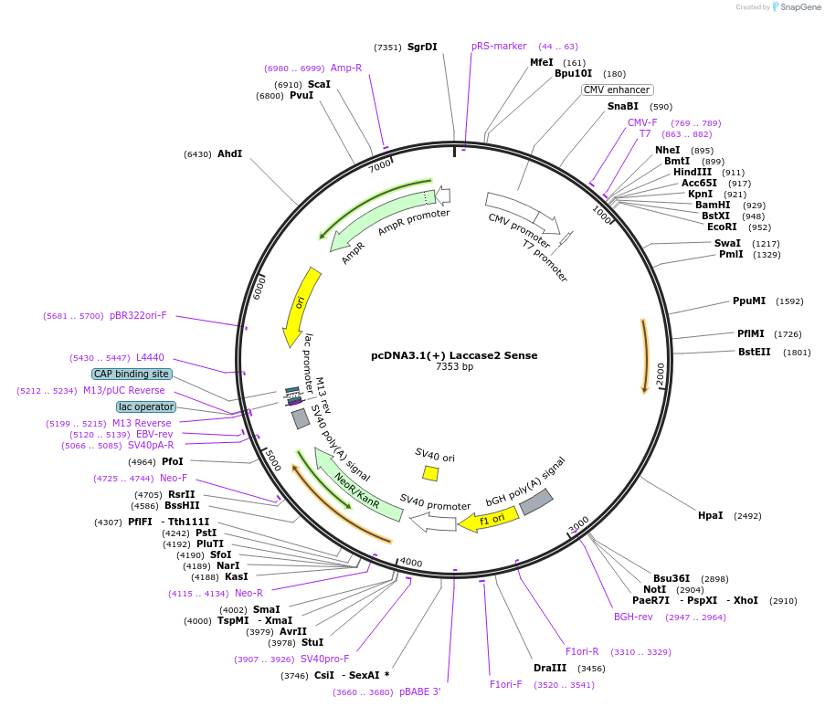 69892-plasmid-map-sequence-id-127059