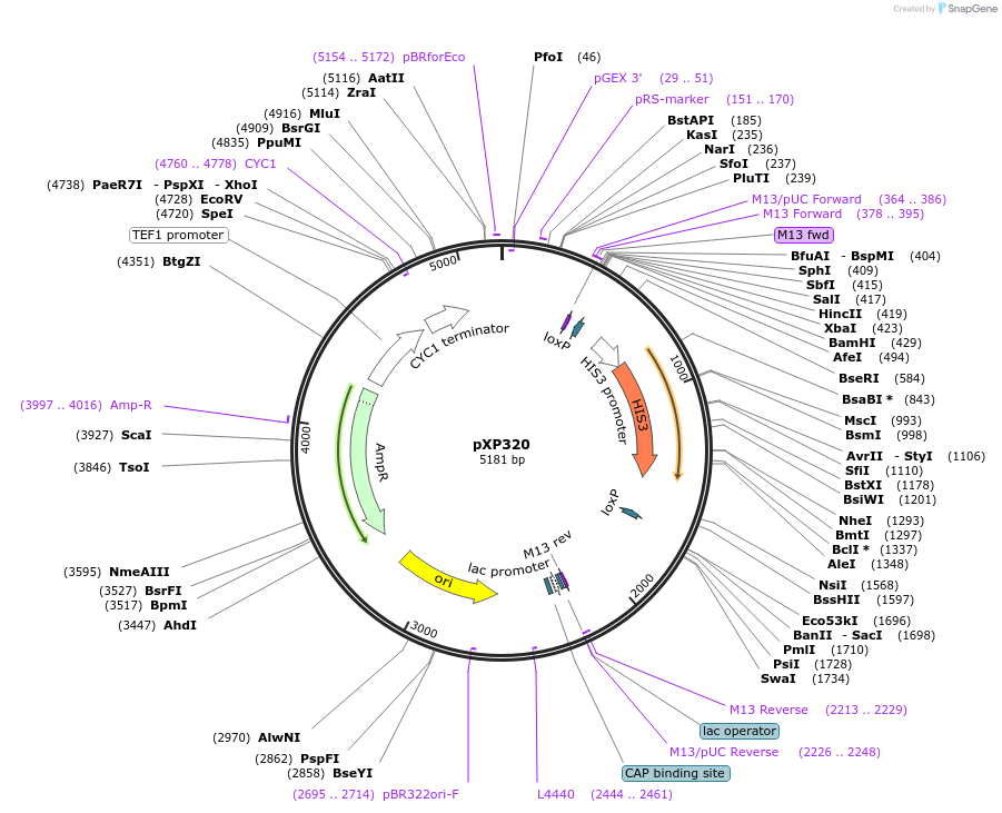 26838-plasmid-map-sequence-id-12706