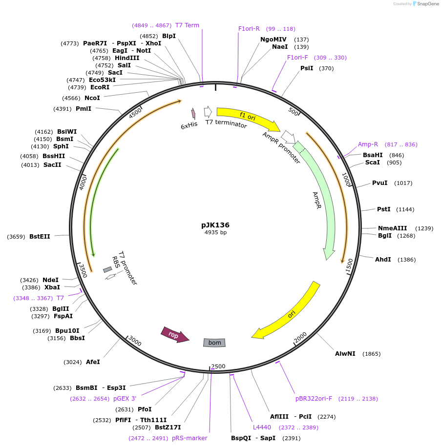 71122-plasmid-map-sequence-id-127061