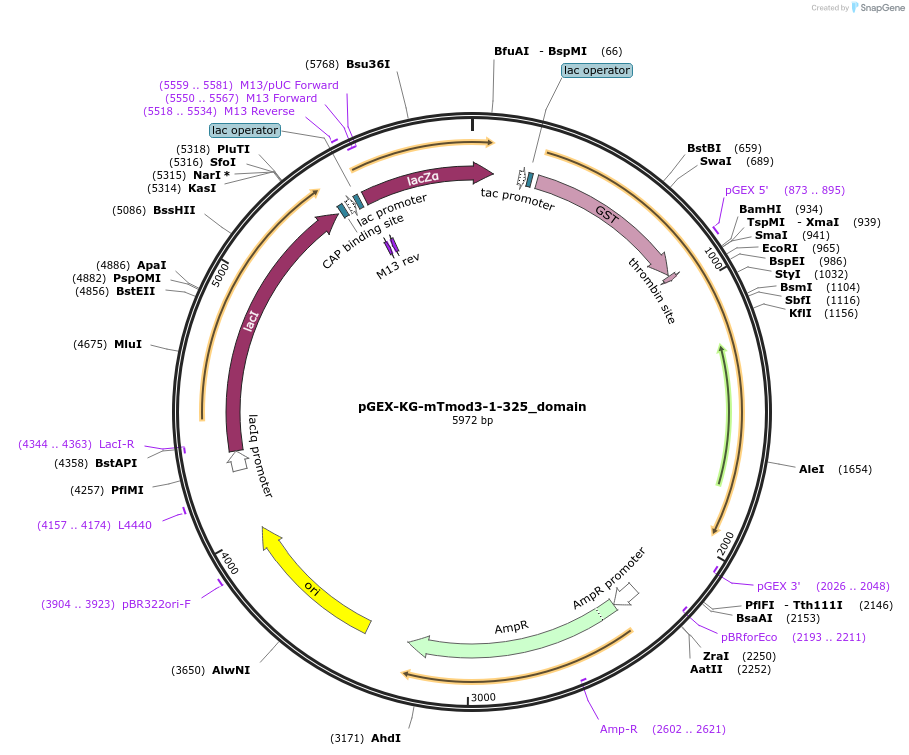 70756-plasmid-map-sequence-id-127069