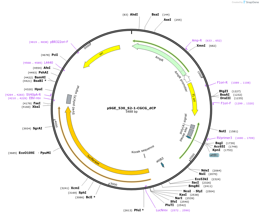 71154-plasmid-map-sequence-id-127081