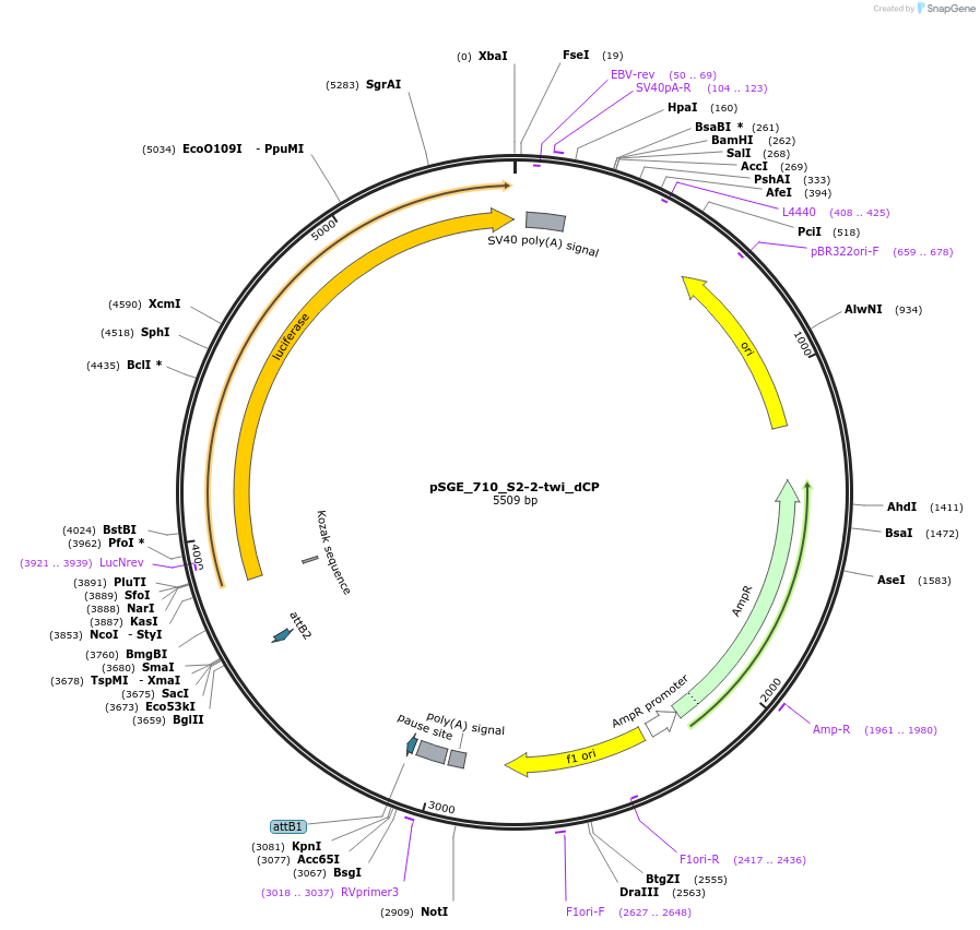 71156-plasmid-map-sequence-id-127083
