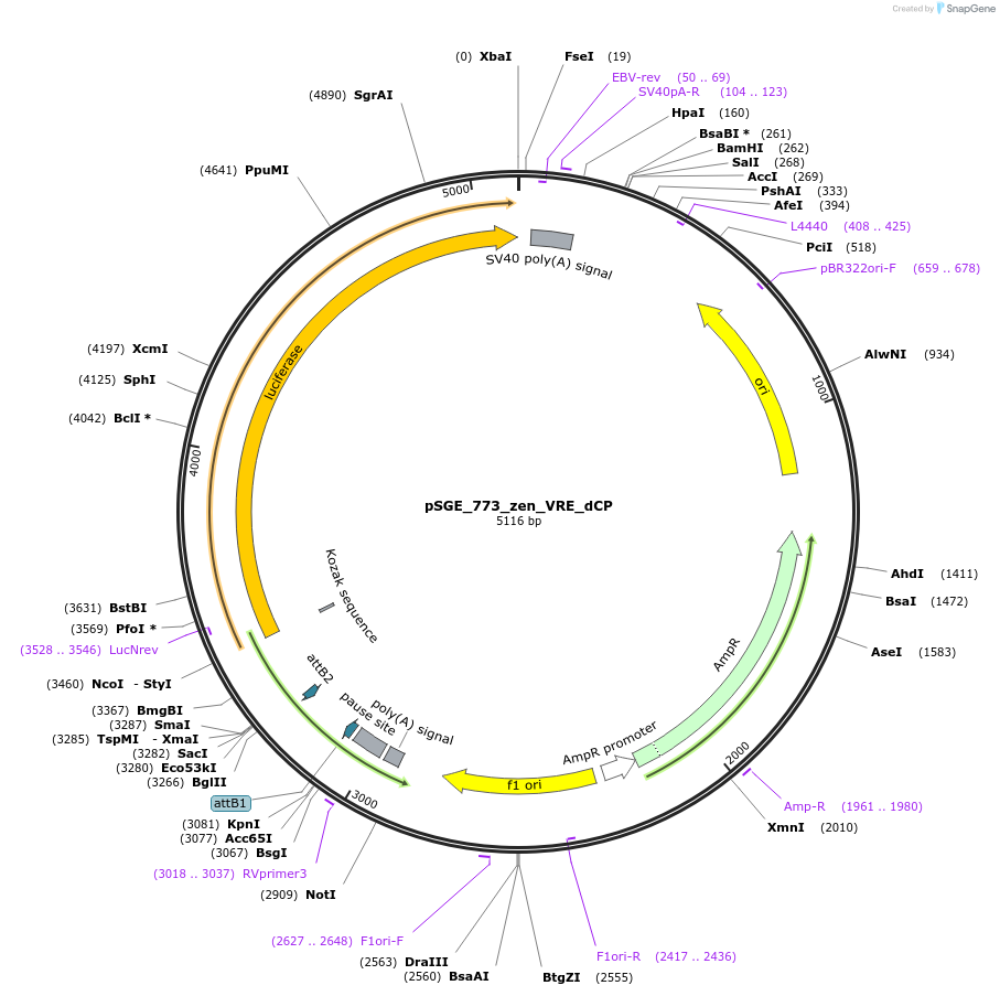 71158-plasmid-map-sequence-id-127085